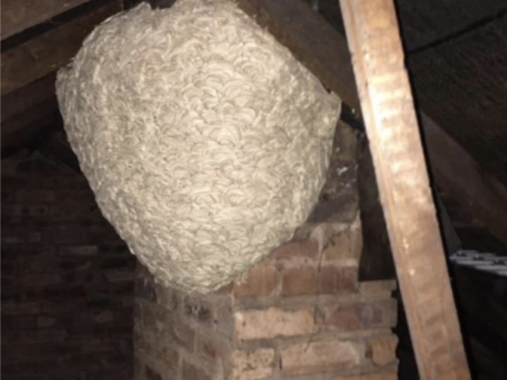 Man Thinks He Found ‘Hornets’ Nest In Attic – Turns Pale When He Realizes What’s Inside