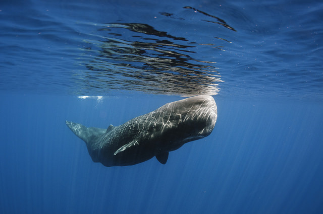 Sperm Whale Vocalizations | Ocean Conservation Research