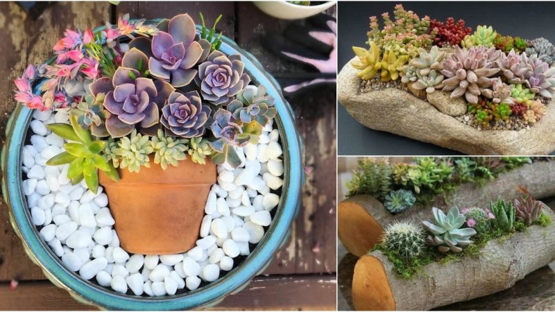 Incredible DIY Creation: Stunning Cactus and Succulent Dish Garden