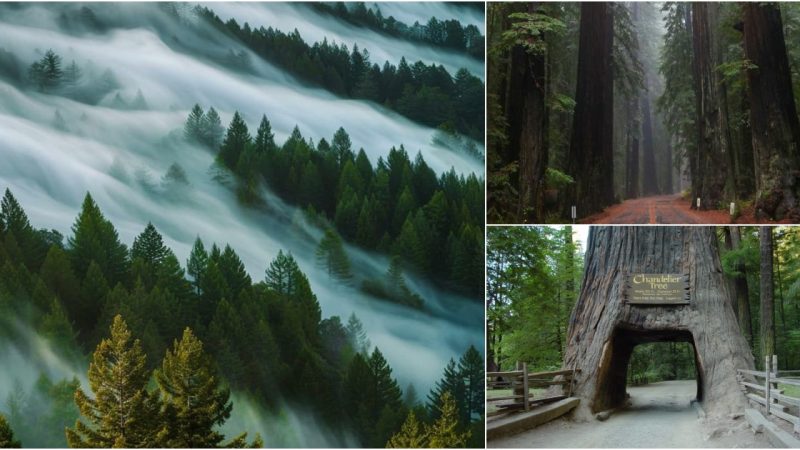 Nature’s Giants: The Redwood Forest of California