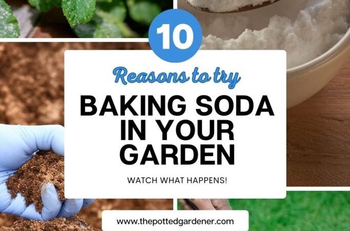 The Truth About Baking Soda in Gardening: Benefits and Considerations