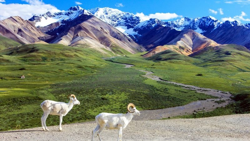 Discover the Majestic Denali National Park: A Natural Wonder in Alaska